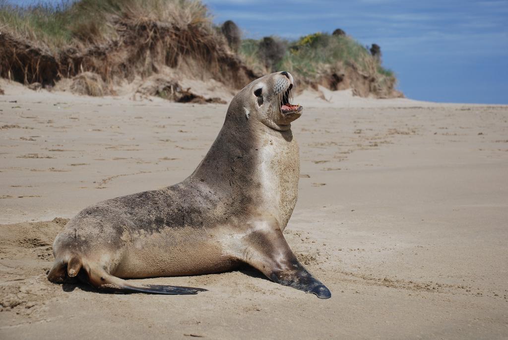 Catlins Newhaven Holiday Park Owaka Cameră foto